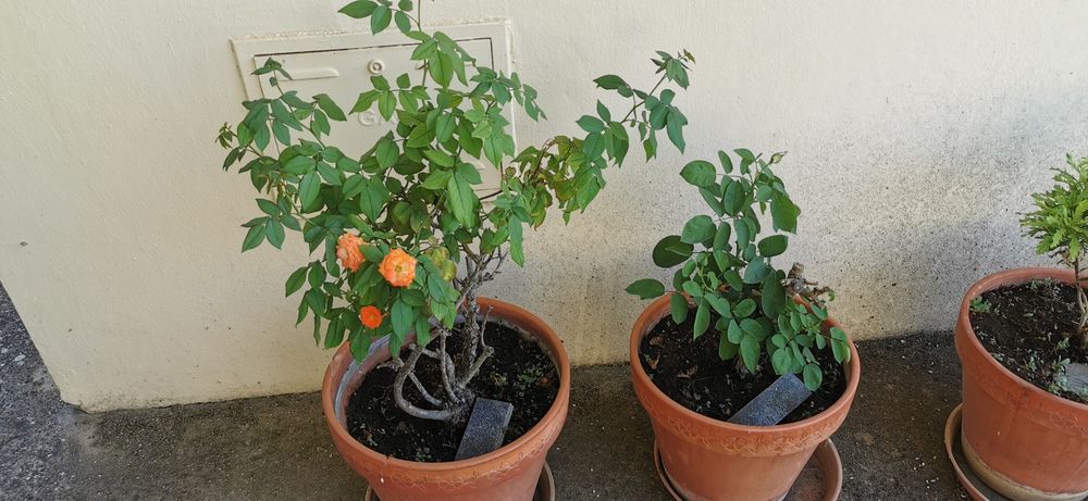 Vaso de barro com rosas