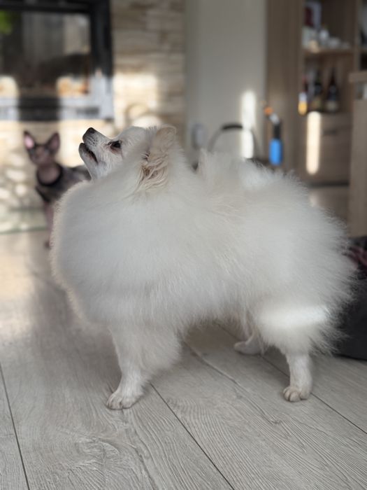 Szpic Miniaturowy Biały FCI