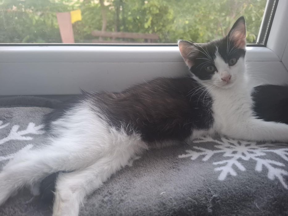 OKAZJA! Bardzo milutka koteczka