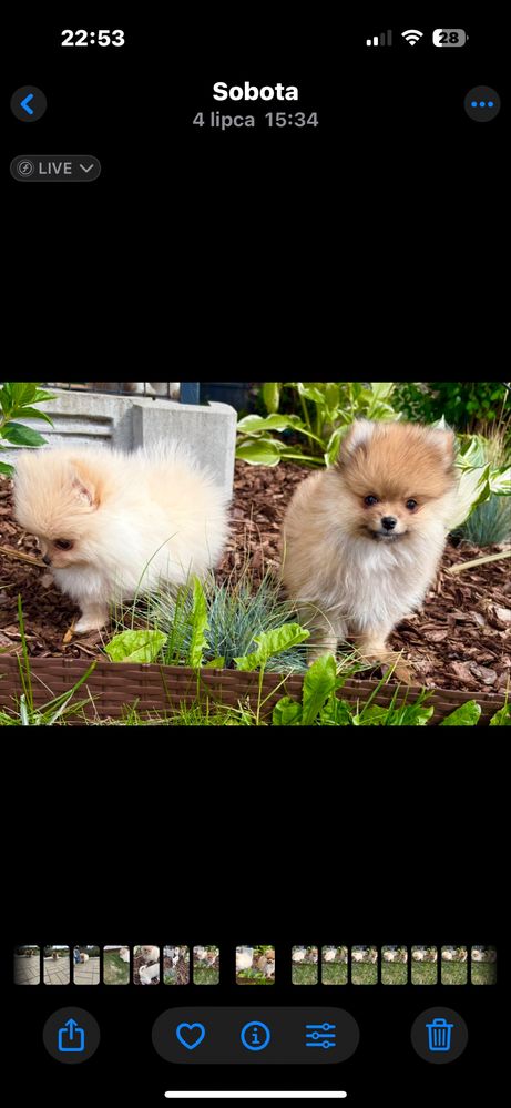 Szpic miniaturowy (Pomeranian)