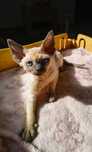Koteczka Devon Rex ZANDAJA Sali Cat*PL