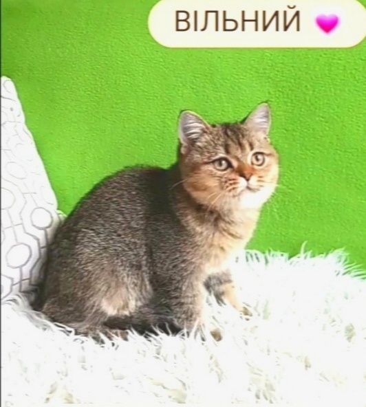 Котики шиншили, ВИБІР