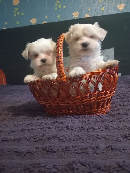 Продам цуценят мальтіпу