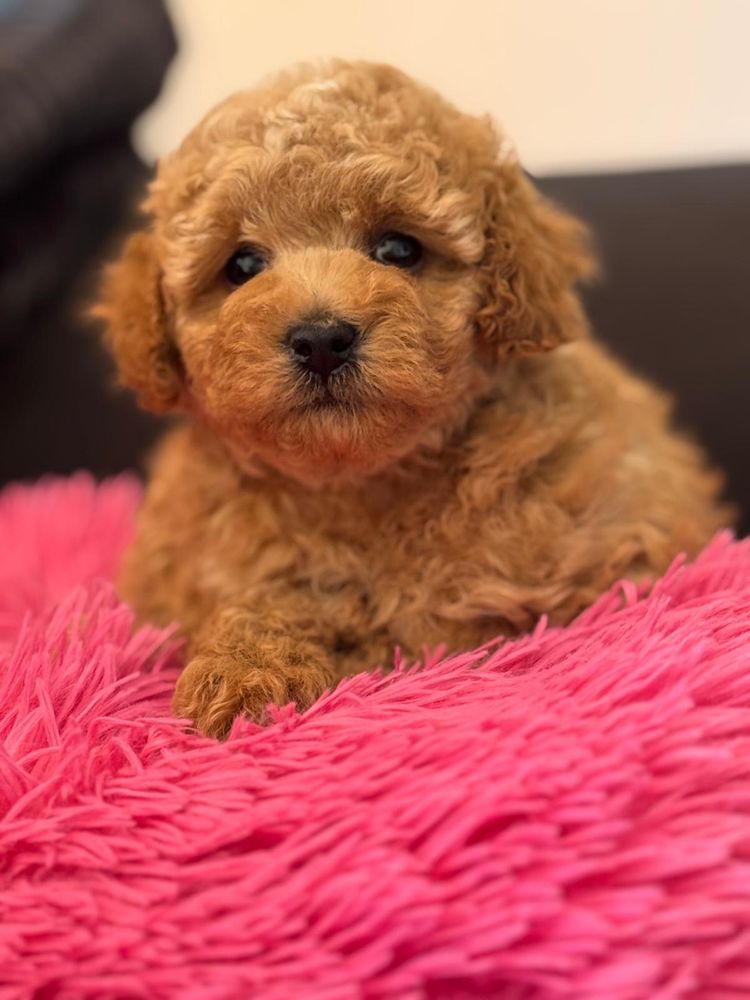 Cavapoo cavalier pudelek