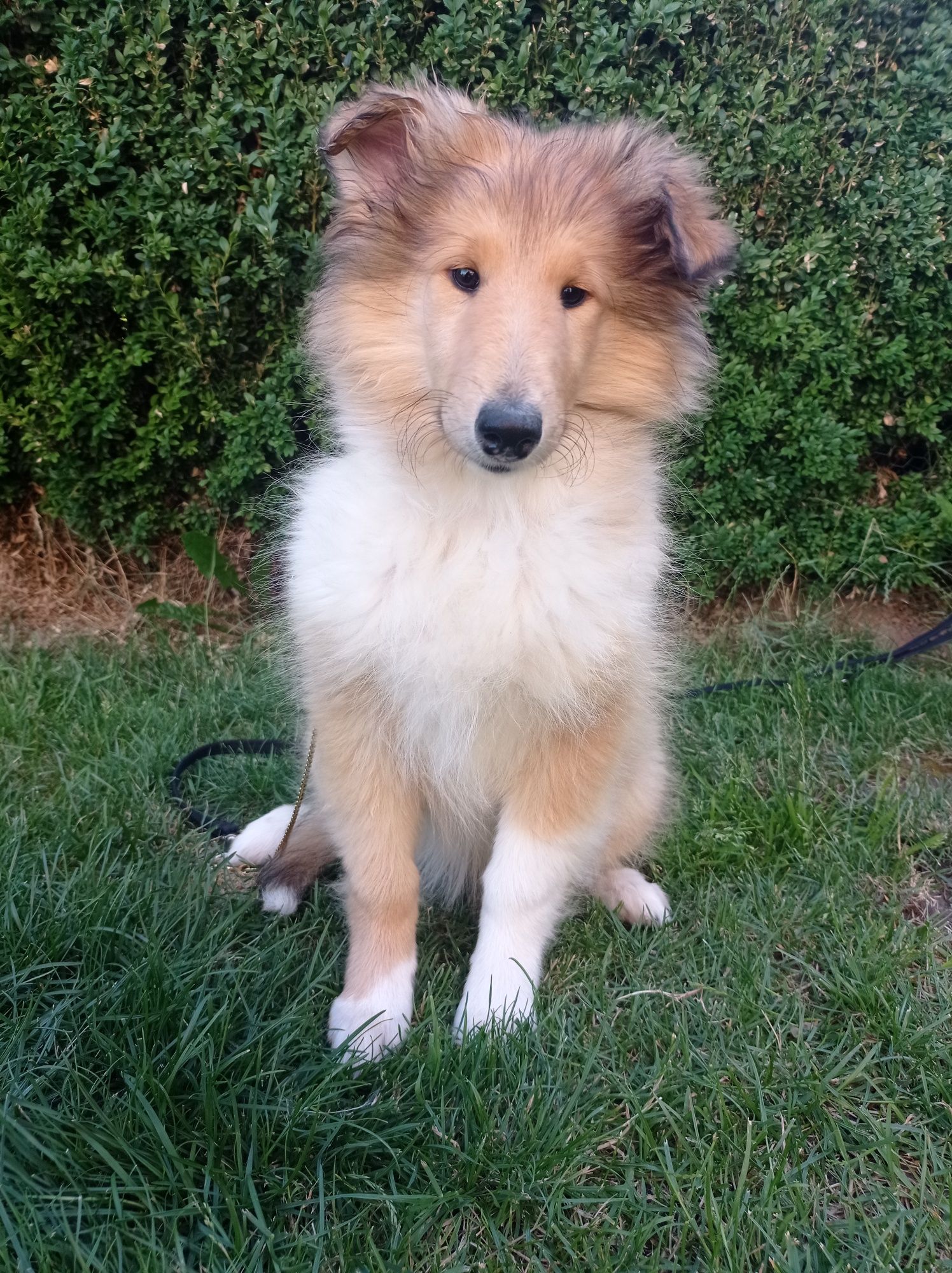 Owczarek szkocki długowłosy collie ZKwP