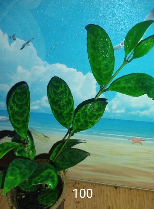 Генура варієгатна, есхінантус, цисус, маранта