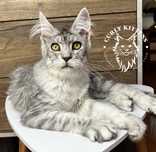Kotka Maine Coon