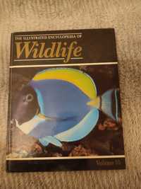 The Illustrated Encyclopedia of Wildlife- VOLUME 35
rok wydania 1989
A