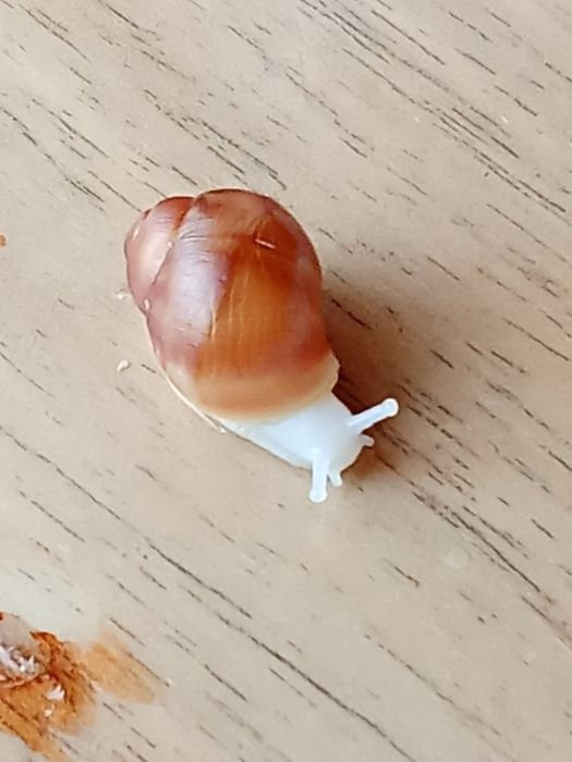 Улитята архахатины вентрикозы