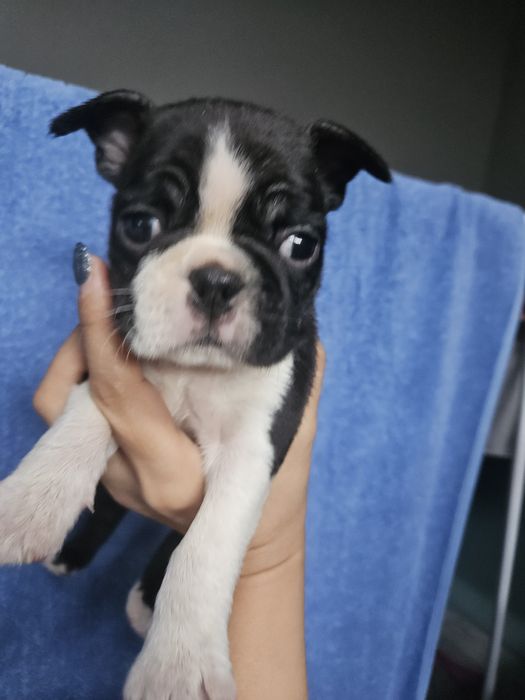 Sunia boston terrier fci Warszawa