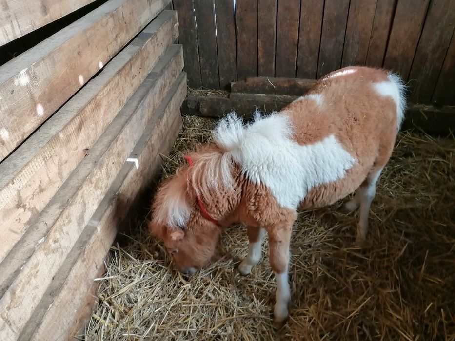 Sprzedam Bardzo ładnego młodego kucyka
