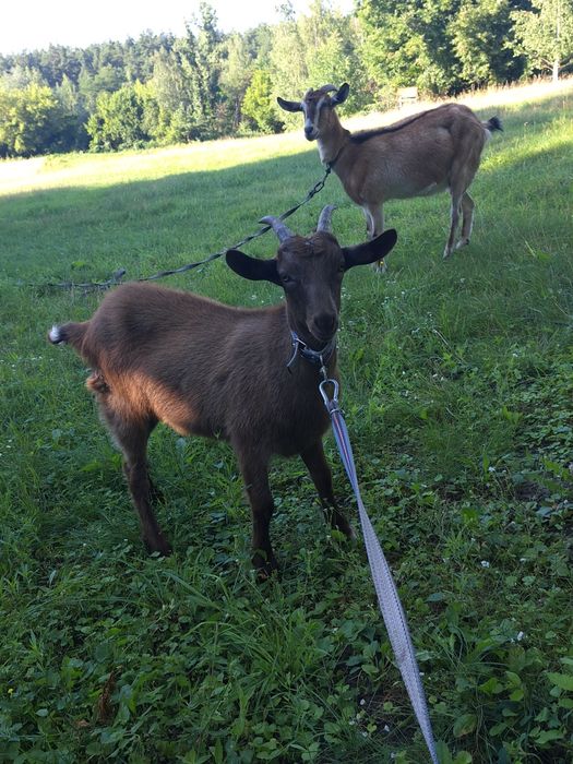 Двоє козенят, трьох місячні.