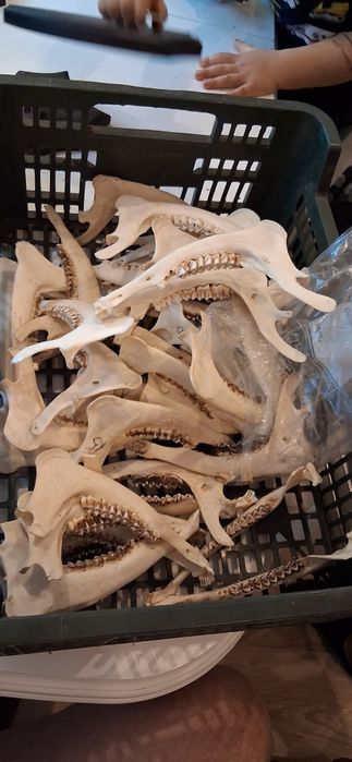 Zęby szczęka czaszki