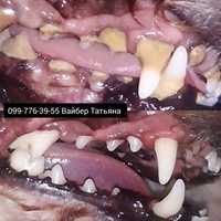 Ультразвуковая чистка зубов 450грн