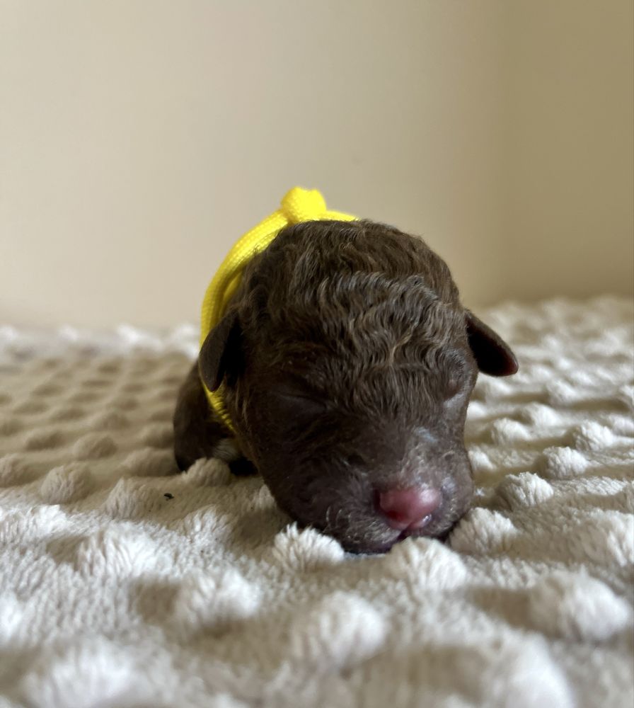 Suczka Lagotto Romagnolo FCI