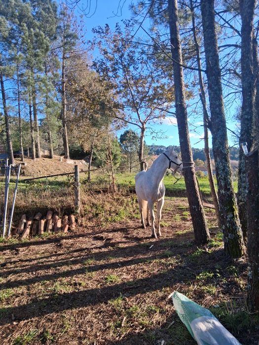 Egua branca a venda