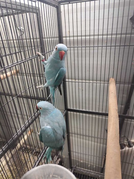 Ring necks adultos para ceder março 2024 nascidos