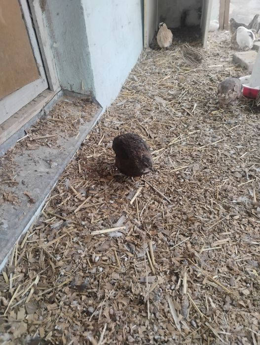 Sprawdzam przepiurki