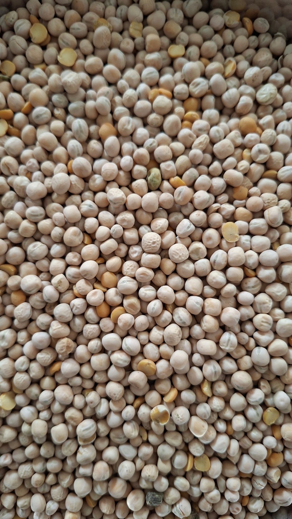 Rzodkiew oleista gorczyca gryka łubin groch facelia słonecznik sorgo
