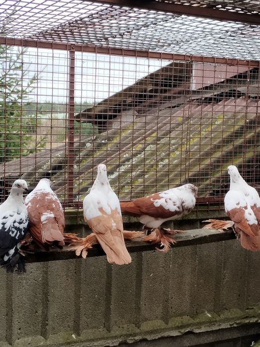 Widyny,wiedyny, gołębie ozdobne