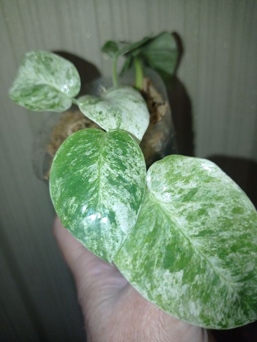 Сортові філодендрони