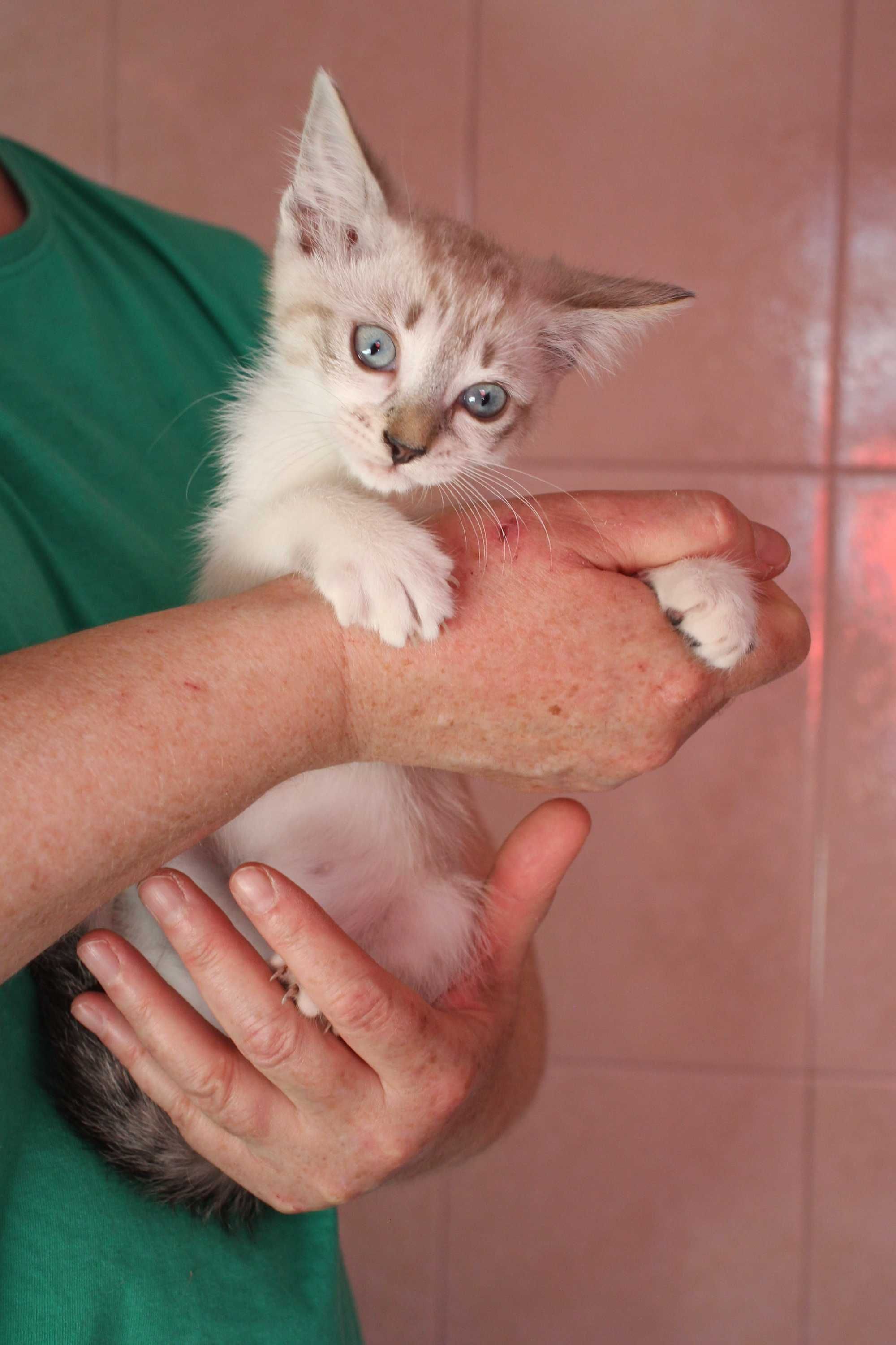 FÊMEA | Gatinha de olhos azuis disponível para adoção responsável