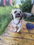 Oddam psa w typie shih tzu w dobre ręce