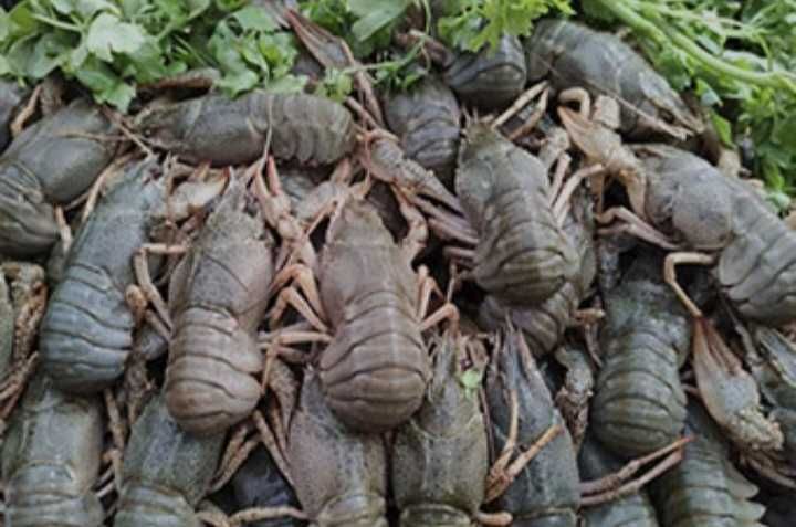 Продам живі раки свіжий