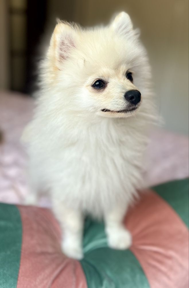 Przepiękny piesek Armani szpic pomeranian zkwp