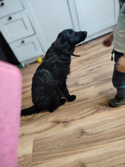 Możliwy dowóz Piękny zadbany pies szuka domu z książeczka zdrowia półr