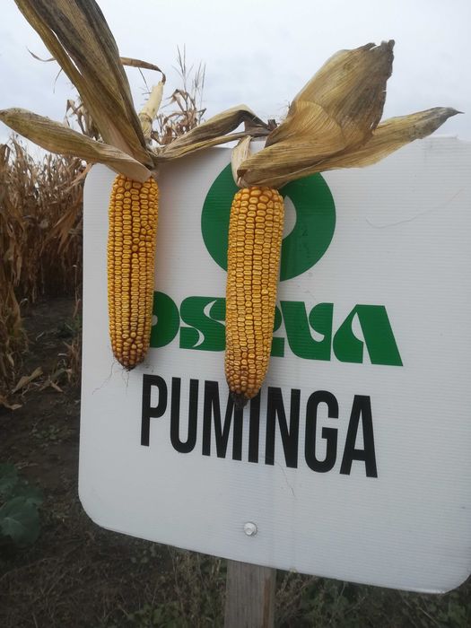 Nasiona kukurydzy PUMINGA ziarno FAO 280 (80 tys. nasion) WYPRZEDAŻ