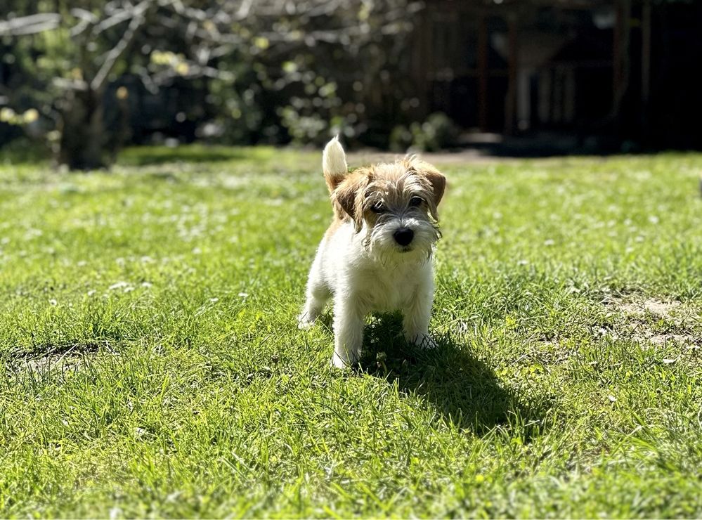 Jack Russell Terrier szczeniaczek piesek