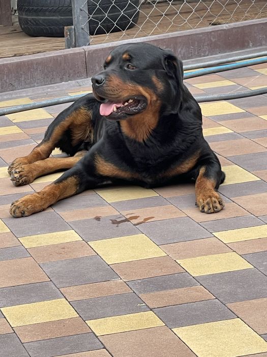 Вязка Ротвейлер