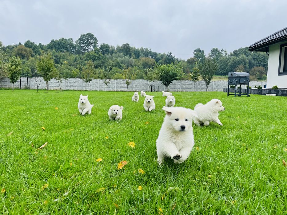 Szczeniak gotowy do odbioru- Biały Owczarek Szwajcarski!