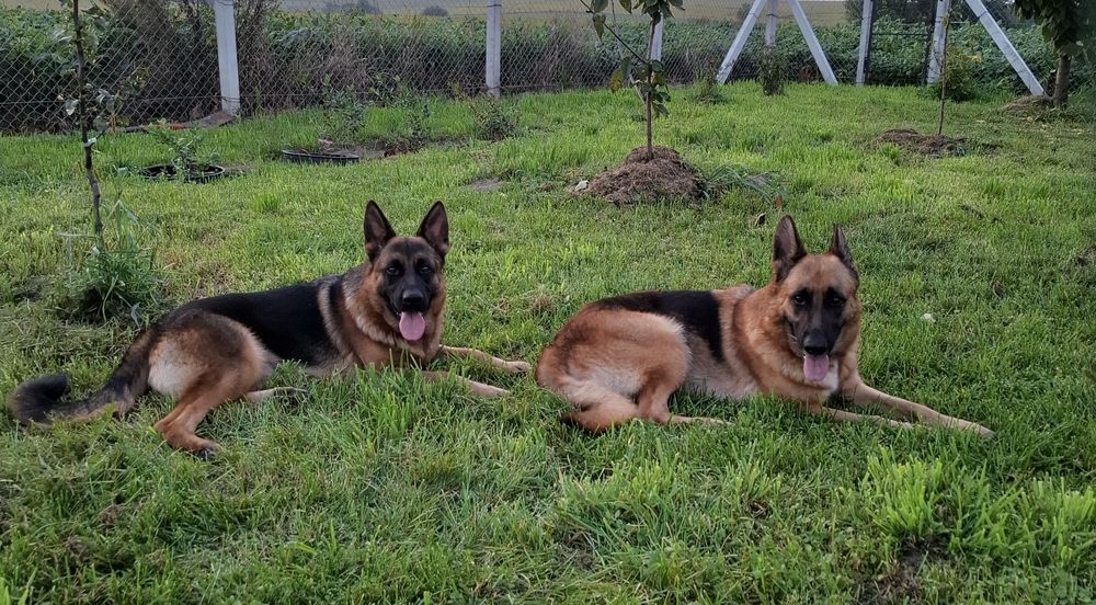 Німецька Вівчарка