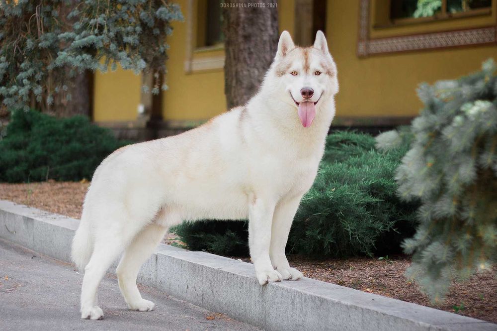 Сибирский хаски красивый кобель для вязки чемпион Украины