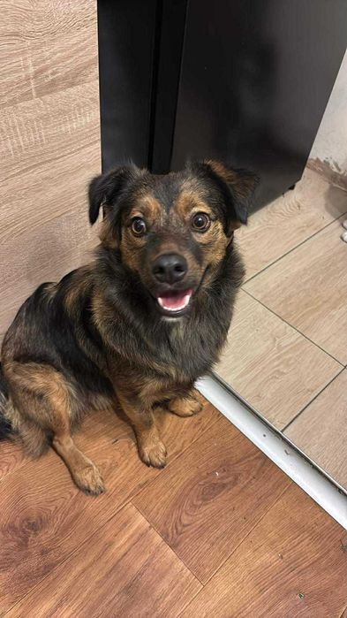 Oddam pieska za darmo