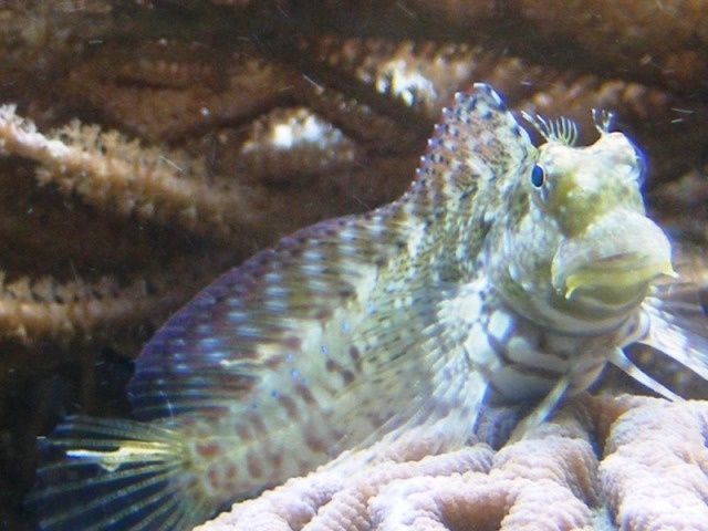 Akwarium morskie - Salarias fasciatus