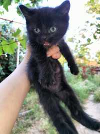 чёрненькие котята