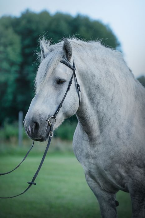 Oferuję do sprzedaży lub zamiany ogiera zimnokrwistego