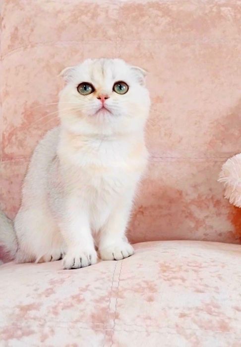 Висловуха дівчинка красунечка чекає на свою сім'ю