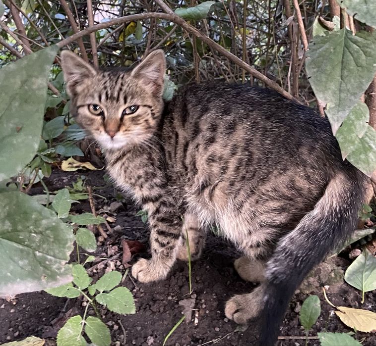 Котик у хороші руки