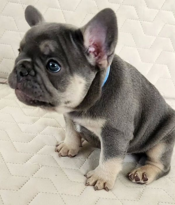 Шикарна       Красуня