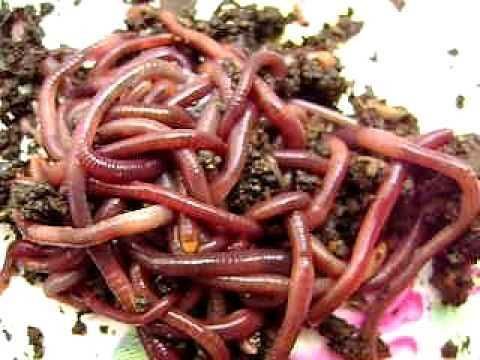 Minhocas Californianas para compostagem, pesca, alimentação de animais