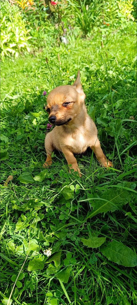 Chihuahua piesek