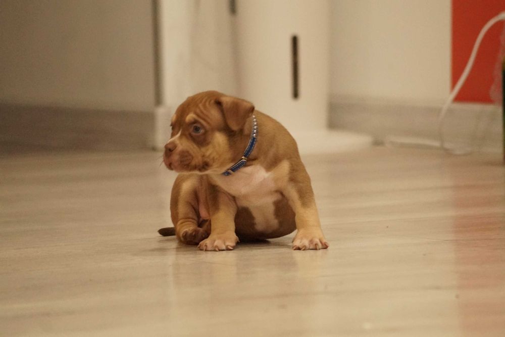 Muscletone's 100 % American Bully ABKC