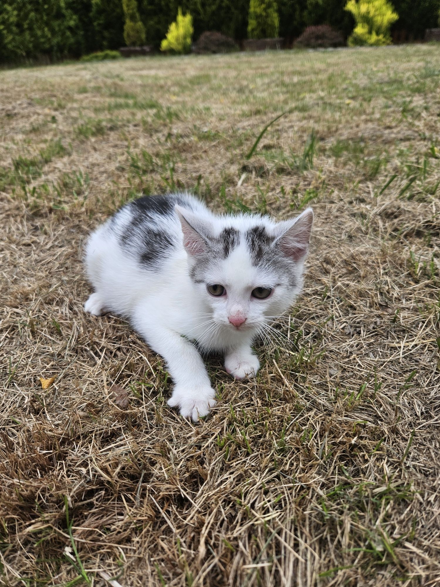 Portos kocurek kot do adopcji 11 tygodni