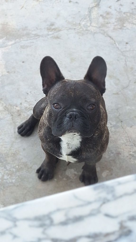 Buldogue Françês para Montas