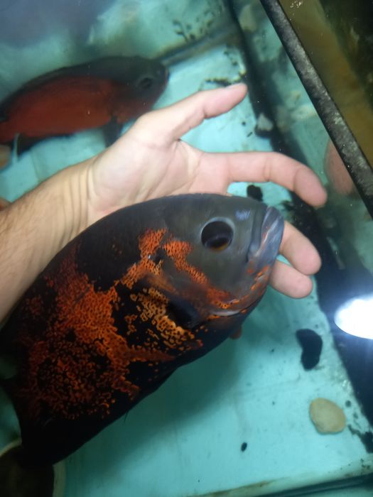Peixes oscar adultos e filhotes