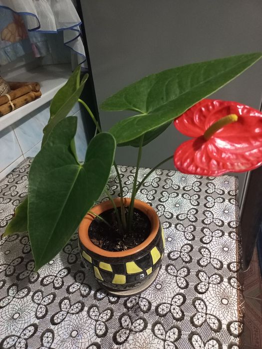 Відростки квітки антуріум